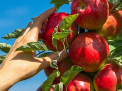 Bild 2:Erntehelfer, Maisentfahnung, Stahlreinigung