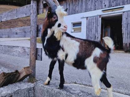 Tauernschecken Bock