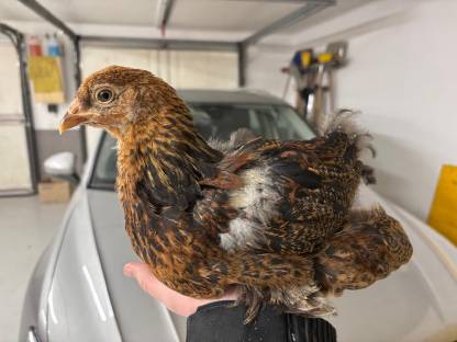 Küken Brahma, Zwerg Wyandotten, Marans