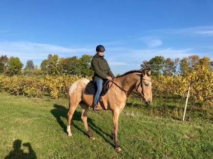 Appaloosa Wallach, 11-jährig