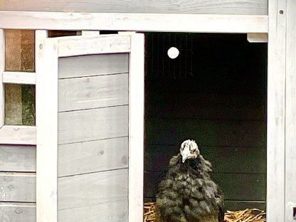 Ayam Cemani Junghühner