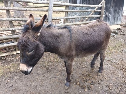 Eselhengst Freddy sucht ein neues Zuhause