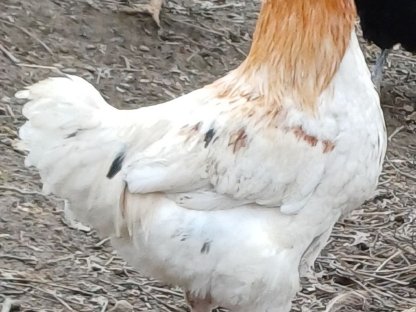 Marans-Mix Junghahn