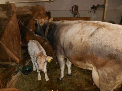 Graue Mutterkuh mit Stierkalb