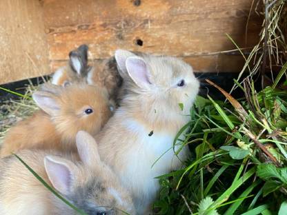 Liebe Zwergkaninchen