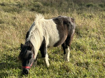 Bild 4:Reitbeteiligung, Pflegebeteiligung, Mitreiter, Kutschenfahrt