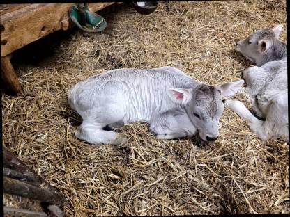 Verkaufe Original Braunviehstierkalb