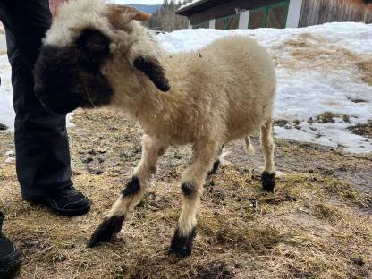 Walliser Schwarznasen Widder