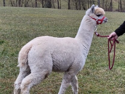 Bild 4:Alpaka Junghengst