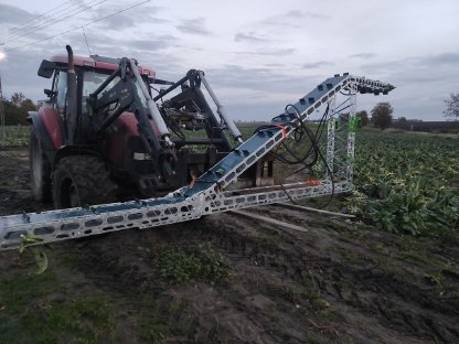 Bild 5:Belt harvesting conveyor broccoli cabbage - Kohl, Brokkoli