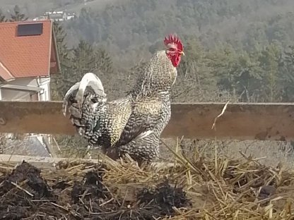 Bild 2:Mix Hähne und Hühner