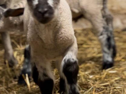 Bild 5:Shropshire Mix