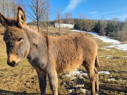 Unser Eselhengst sucht ein liebevolles Zuhause