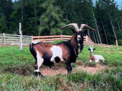 Steirischer Scheckenziege Zuchtbock