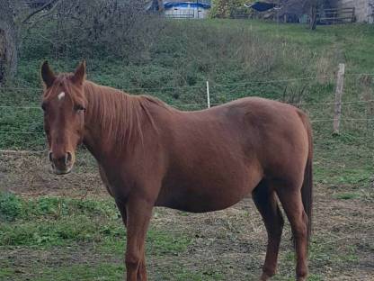 Patbred-Araberstute