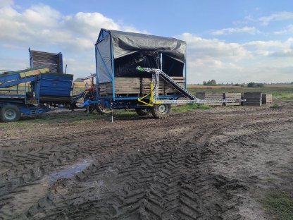 Bild 4:Belt harvesting conveyor broccoli cabbage - Kohl, Brokkoli