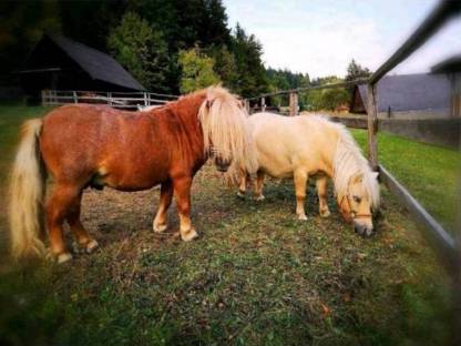 2 Original Mini Shetland Ponies