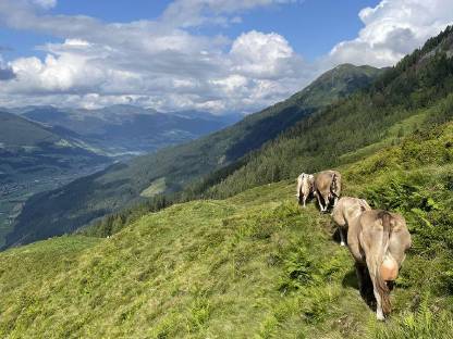 Almplätze Milchvieh, Ziegen, Pferde