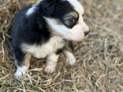 Australian Shepherd mit Ahnentafel