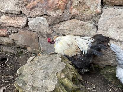 Araucaner-Mix Hahn und Marans-Mix Hahn