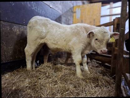 Charolais Kuh mit Stierkalb zu verkaufen