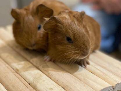 Meerschweinchen zu verkaufen