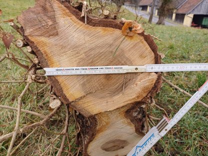 Bild 4:Nussbaumstamm, Nussholz