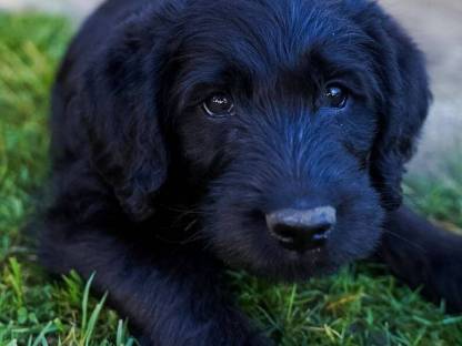 Bild 4:Labradoodle F1 vom Biobauernhof