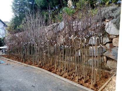 Obstbäume in Baumschulqualität 200-300 cm Hochstamm