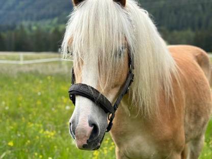 Haflinger Wallach Whaley