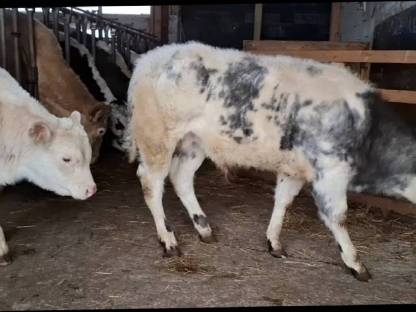 Weißblauer Belgier Stier Charolais Stier zu verkaufen