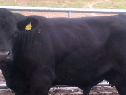 Aberdeen Angus Zuchtstier