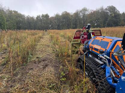 Bild 7:Forstmulchen, Holzbringung, seilwindenunterstützte Fällung