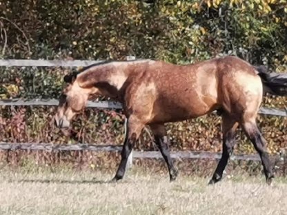 Deckanzeige American Quarter Horse Hengst Onelittlestepforluna