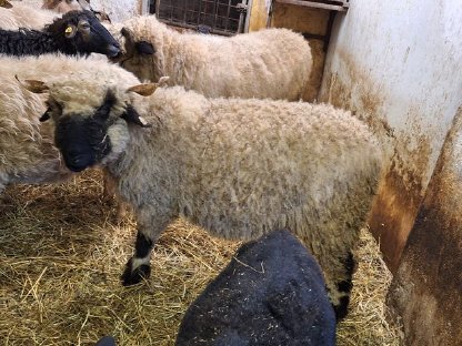 3 Walliser Schwarznasen Auen