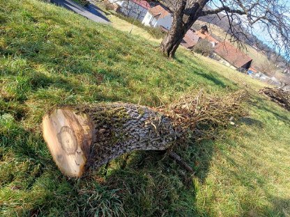 Bild 7:Nussbaumstamm, Nussholz