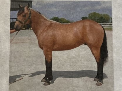 Deckanzeige American Quarter Horse Hengst Onelittlestepforluna