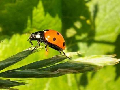 Bio Weingarten Glanz an der Weinstraße zu verpachten