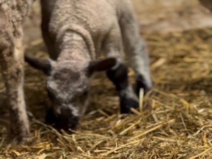 Bild 8:Shropshire Mix