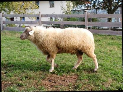 Waldschaf-Widder