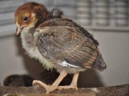 Blumenhuhn Küken weiblich