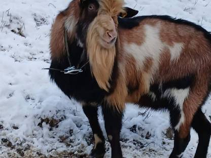 Tauernschecken Bock