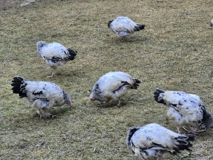 Verkaufe Sundheimer Mix Junghennen und Junghähne