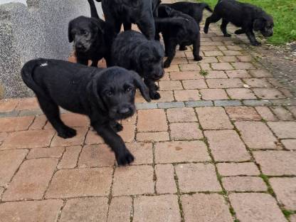 Bild 7:Labradoodle F1 vom Biobauernhof