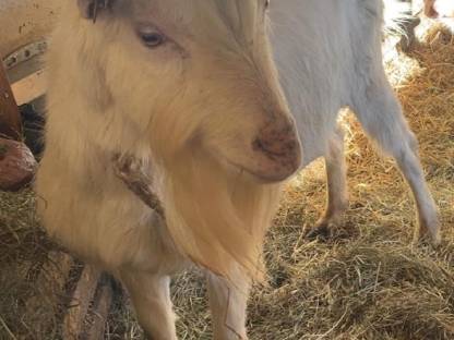 Sannenziegen Bock