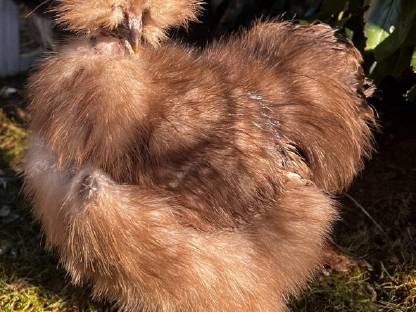 US Silkie Showgirls Seidenhühner