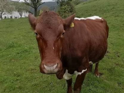 Pinzgauer Mutterkuh mit Stierkalb