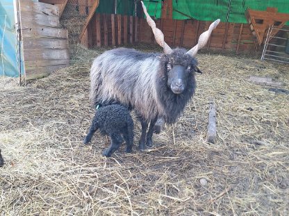 Ungarisches Zackelschaf Muttertier mit Lamm bei Fuß