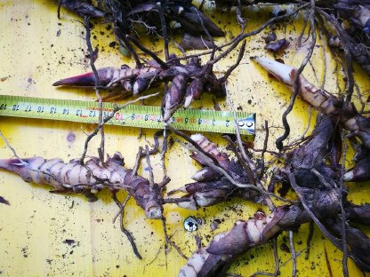 Bild 2:Miscanthus Rhizome