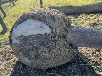 Bild 5:Künstler Baumstamm